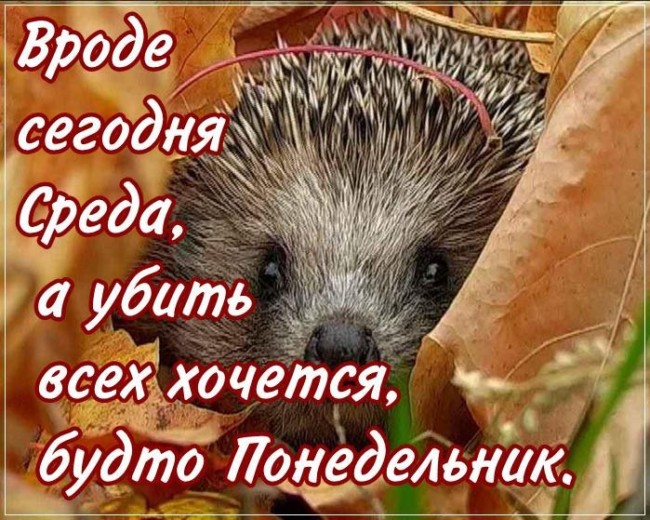 Открытки
